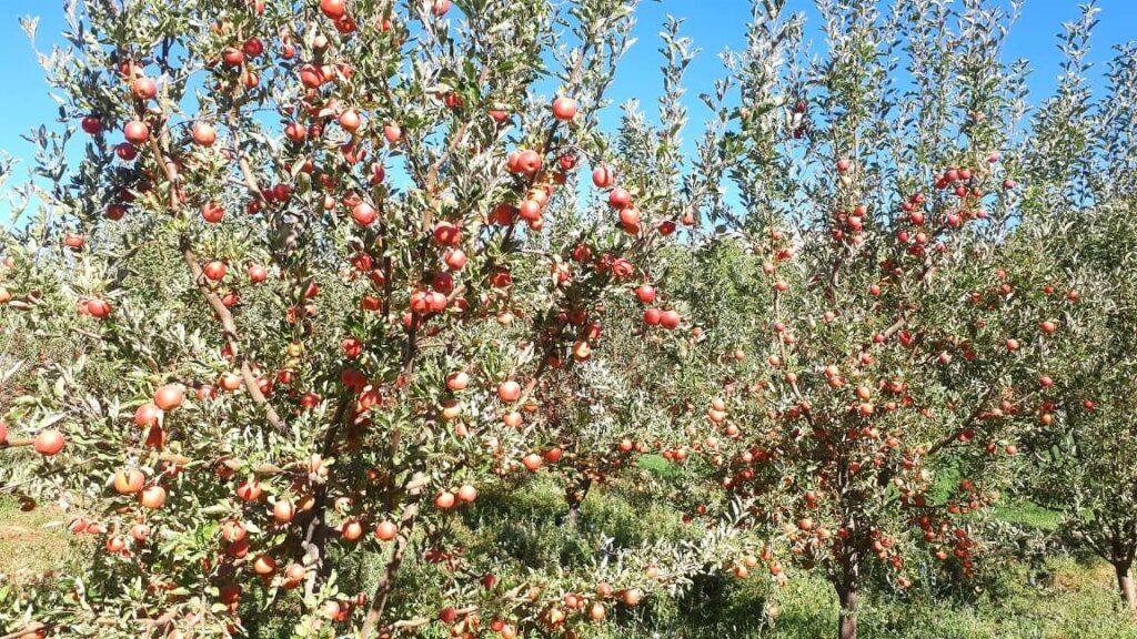 باغداران کوهستان فاریاب، یک سوم پول محصولات شانرا به کرایۀ موتر می دهند