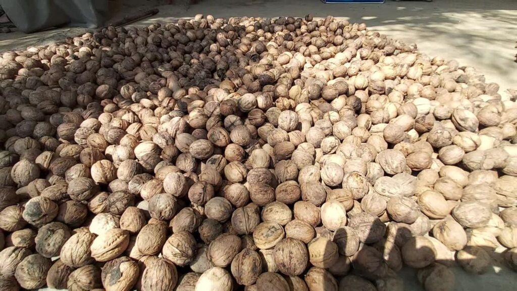 Pine nut, walnut yield up in Kapisa but no market for sale
