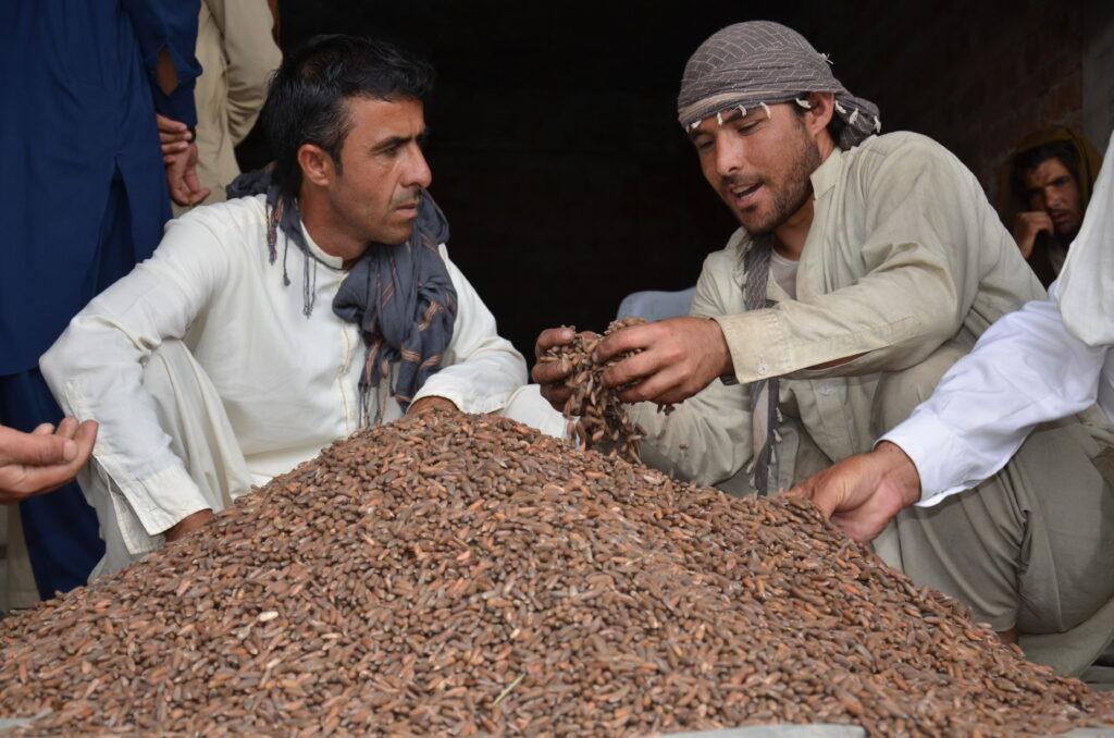 Traders demand market for pine nut sale