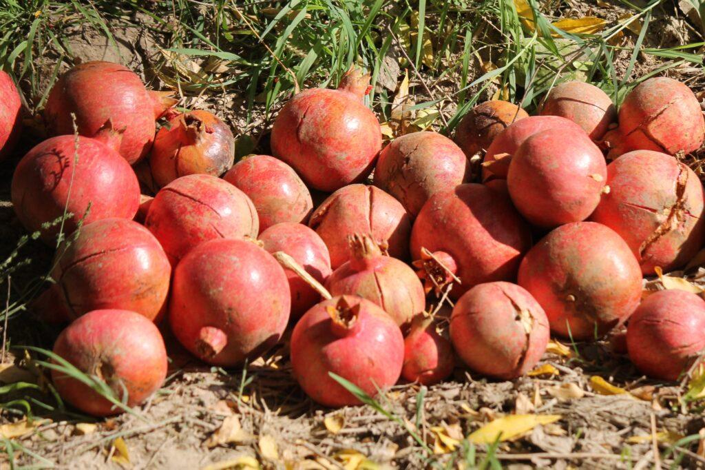 Pomegranate growers, traders suffer losses due to border closure
