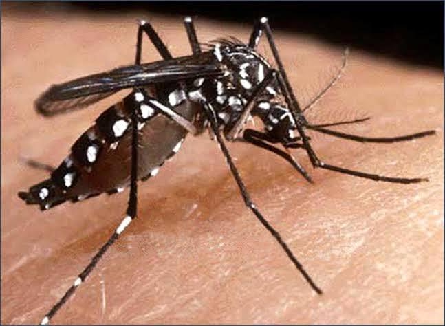 Dengue virus cases detected in 3 Nangarhar districts