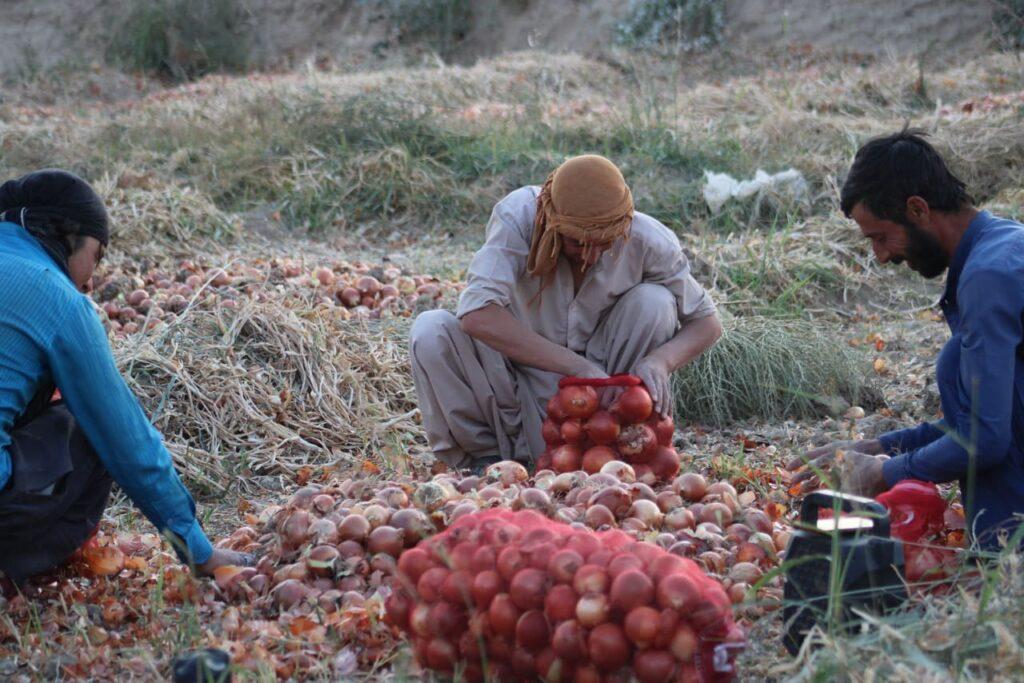 کشاورزان: یک کیلو پیاز به شش افغانی است، ما ضرر کرده ایم