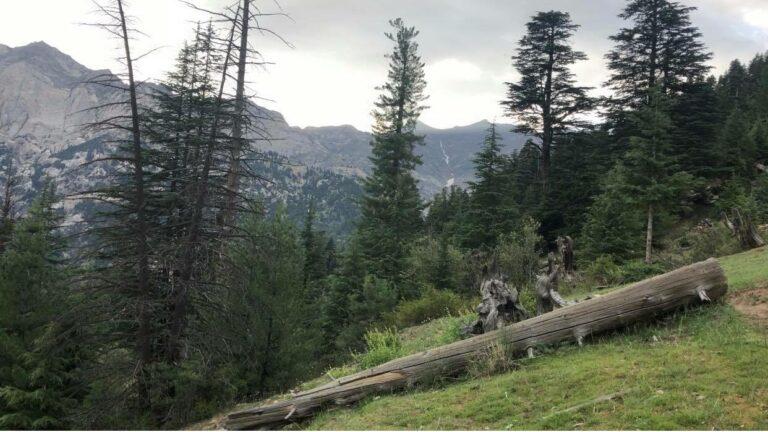 Steps taken to curb deforestation in Kunar: Governor