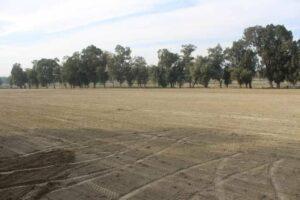 Nangarhar to plant sweet orange on 3,000 acres land