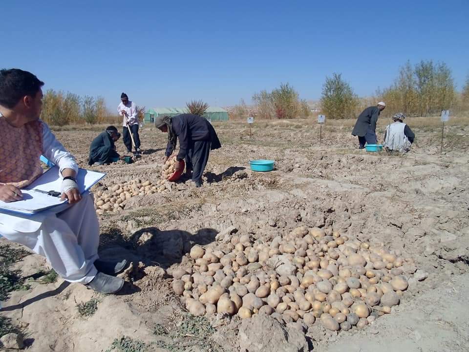 Ghor agriculture suffer due to lack of cold storages