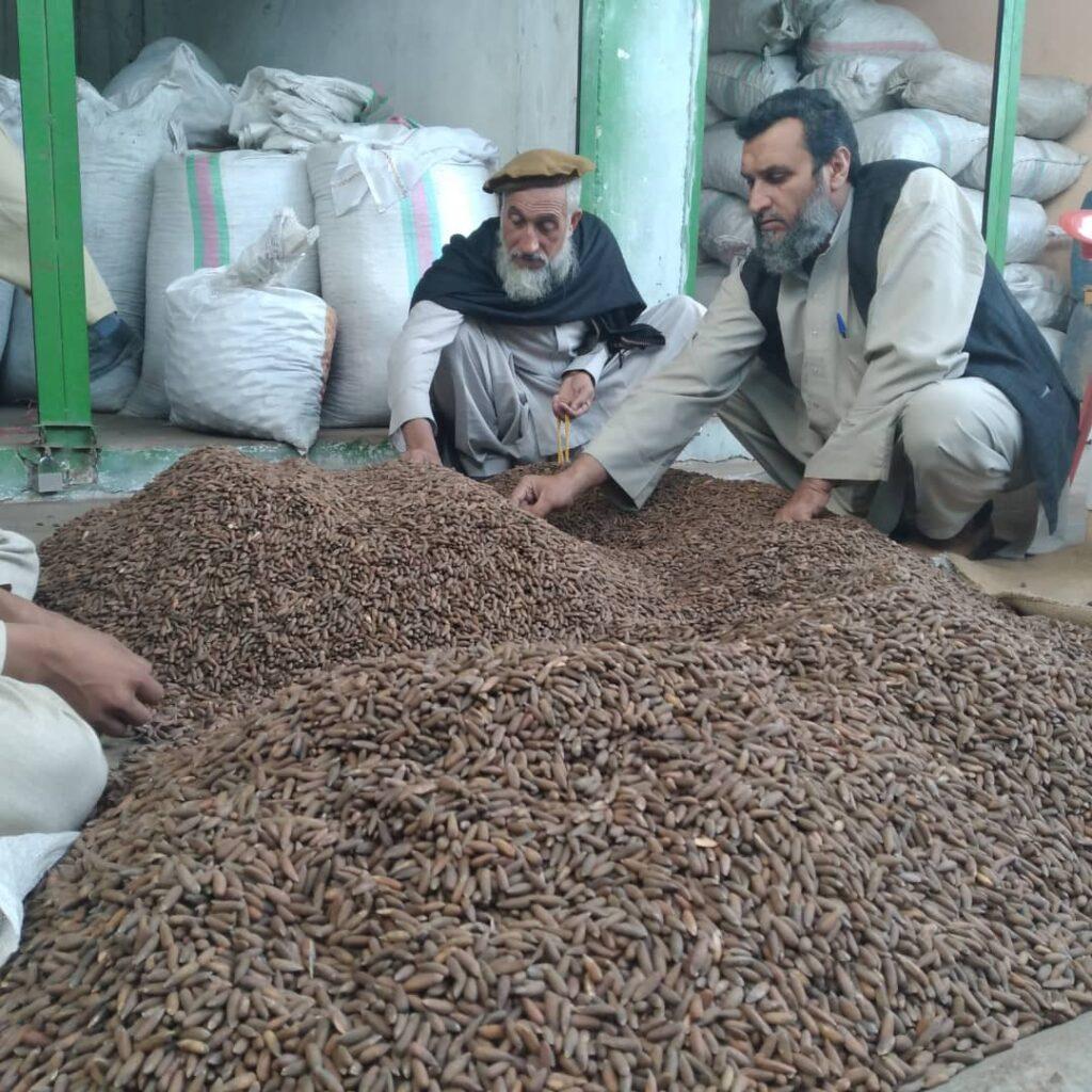 Laghman pine nuts yield jumps by 50 percent