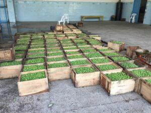 Canal Dept starts processing olive oil, pickle