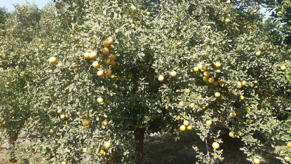 Nangarhar citrus yield to reach 12,000 tonnes this year