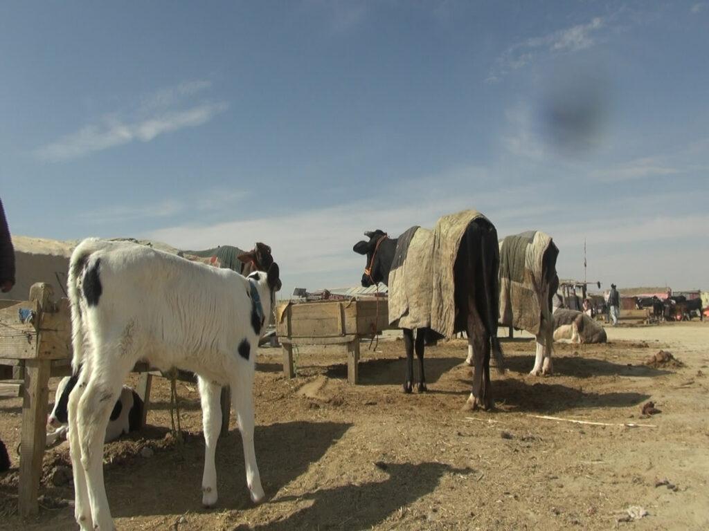 Man builds slaughterhouse at own cost in Paktika