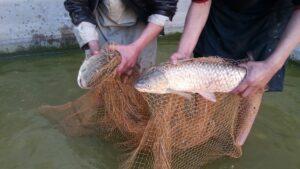 Over 50 percent of fish farms closed in Kandahar
