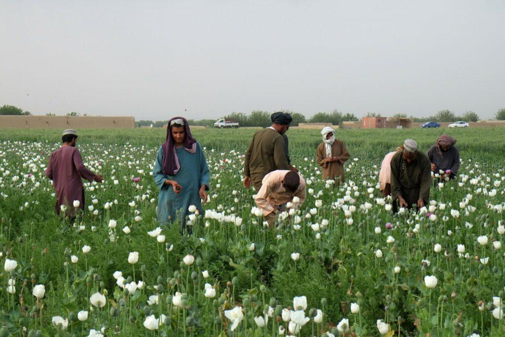 Poppy cultivation 75 percent up in Kandahar: Official