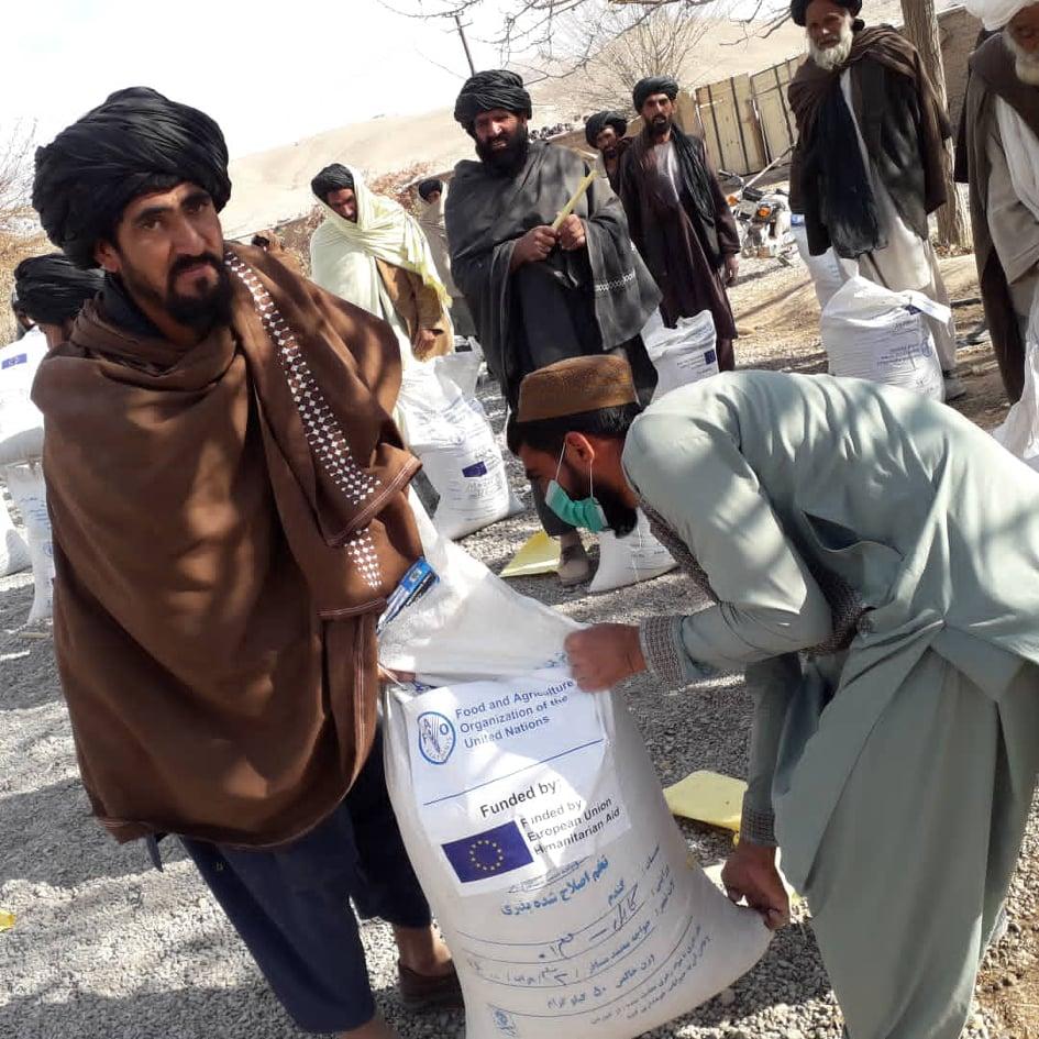 750 Helmand farmers distributed refined seed