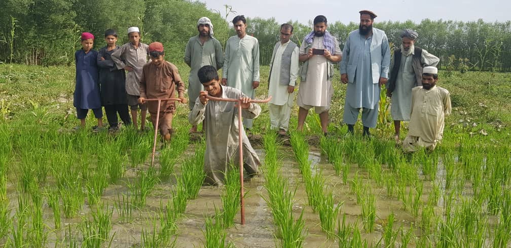 بغلان کې سږ کال ١٤٢زره ټنه وریجې تولید شوې دي