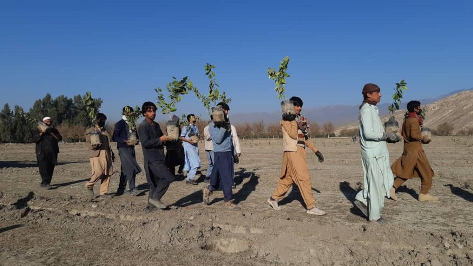 ننګرهار کې د کانال ادارې پر ۲۷۸ جريبه ځمکه د مالټو باغونه جوړېږي