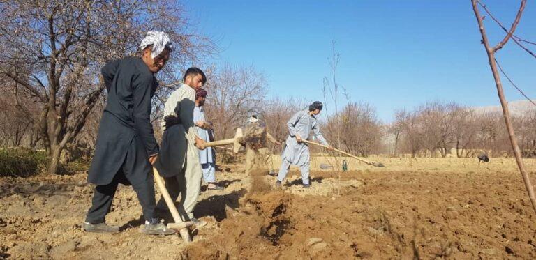 تخم هنگ در سمنگان پنج برابر افزایش یافته است