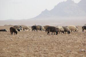Drought-stricken families in Paktika need urgent help