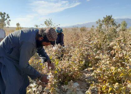 Over 70,000 tonnes of cotton exported last year: MoCI