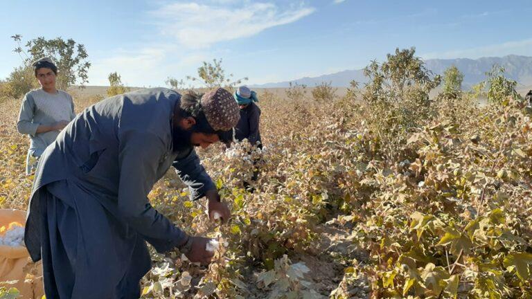 دهاقین ولایت ارزگان به‌جای کوکنار به کشت پنبه روآورده اند