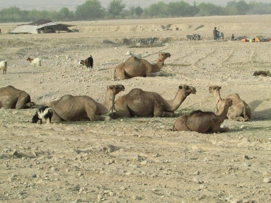 Pastures grabbed, nomads in Nangarhar complain