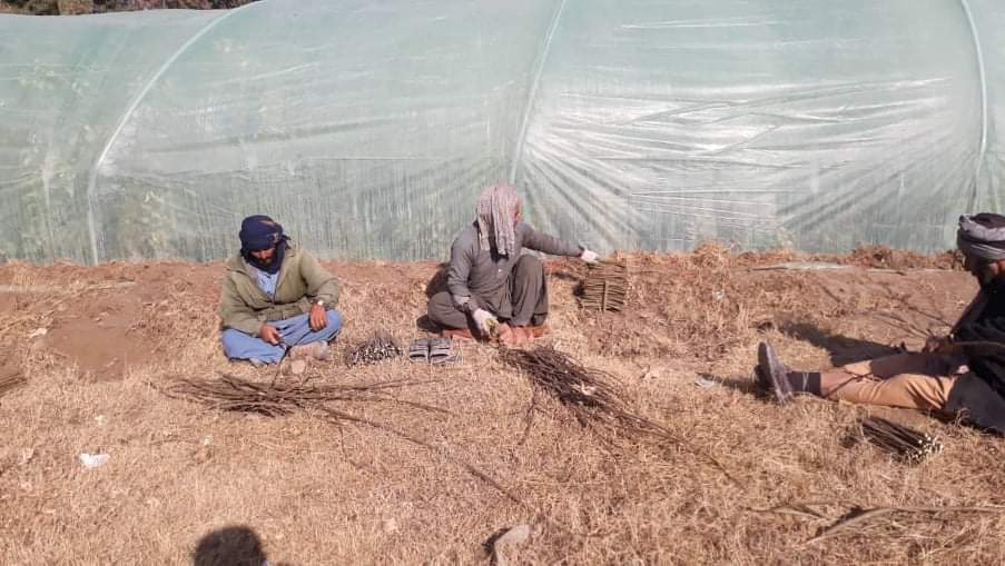 500,000 saplings being planted in Helmand capital