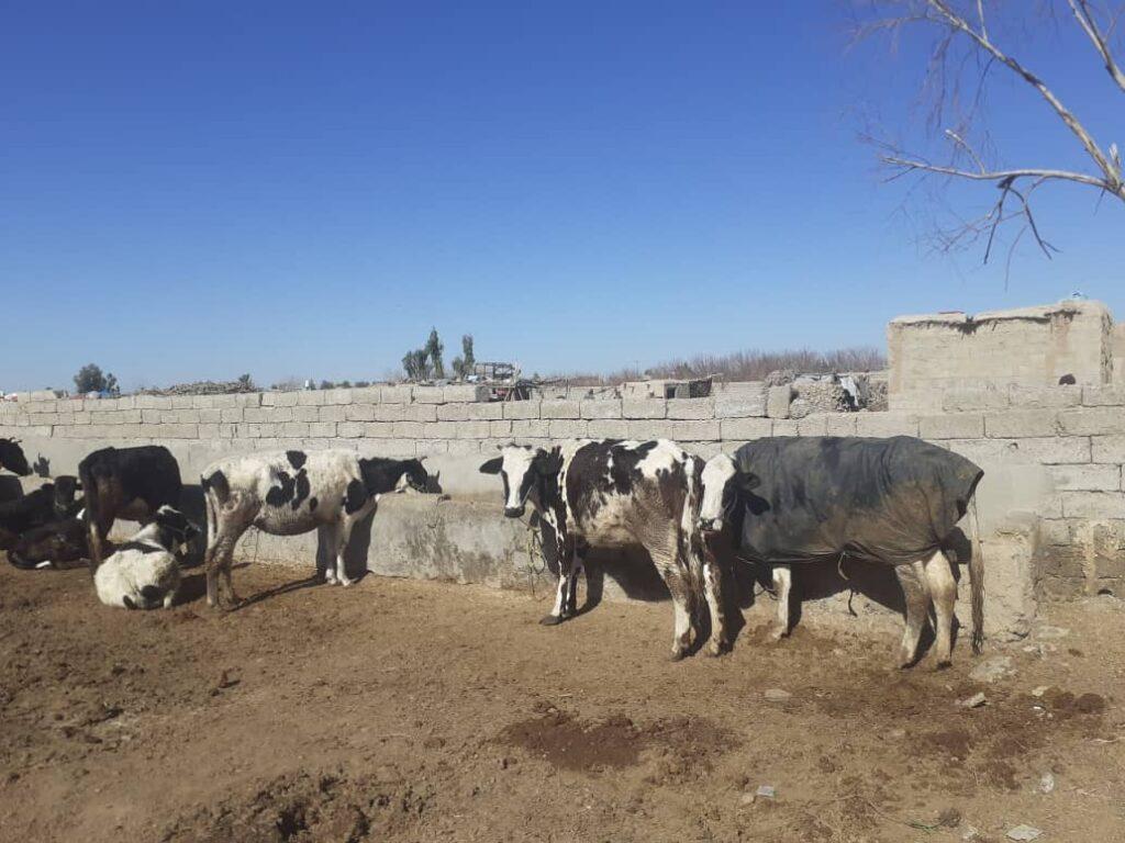 Helmand cow farm owner distributes milk to poor people