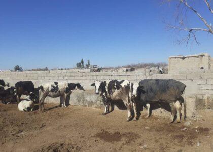 Helmand cow farm owner distributes milk to poor people