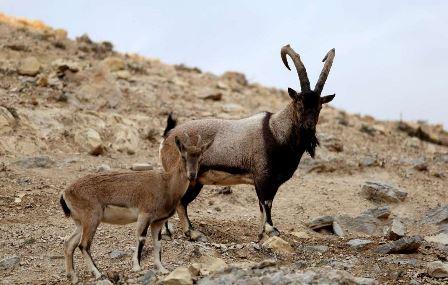 Logar residents want halt to deer hunt