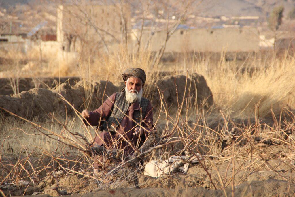 کندهار کې ۷۵ ملي متره باران اورېدلی خو د سمسور کال لپاره ۱۷۵ ملي متره نور باران ته اړتیا ده