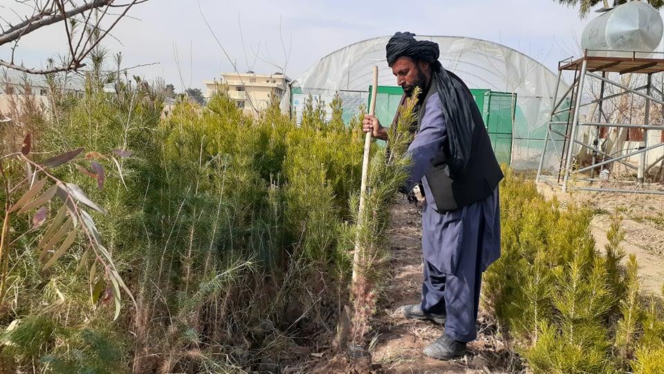 د اروزګان د کرنې ریاست پر خلکو څه باندې پنځه زره نیالګي وېشي