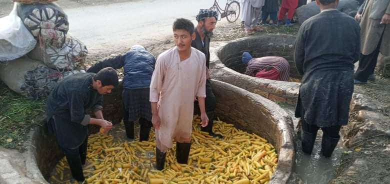 زارعان در سرپل، امسال از حاصلات و قیمت زردک خُرسند اند