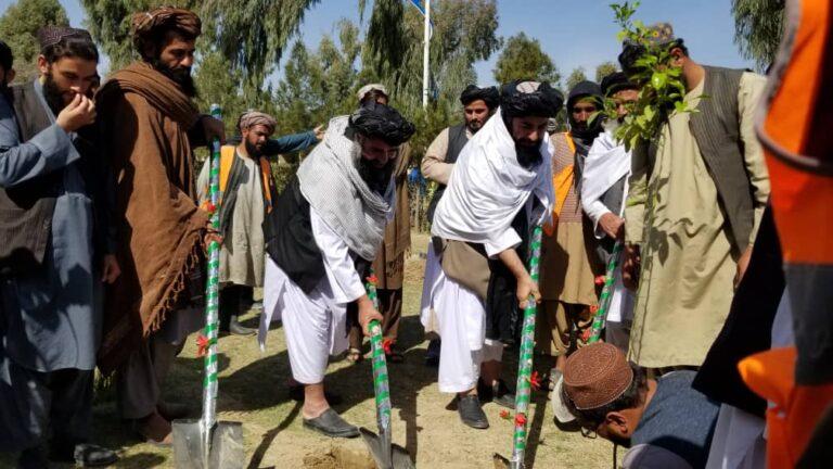 په کندهار ښار کې د نیالګیو اېښودلو کمپاین پيل شو
