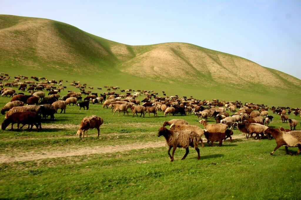 Faryab livestock owners in need of financial support