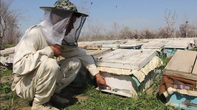 طی سال جاری ۳۰ تن عسل در کندز تولید شده‌است