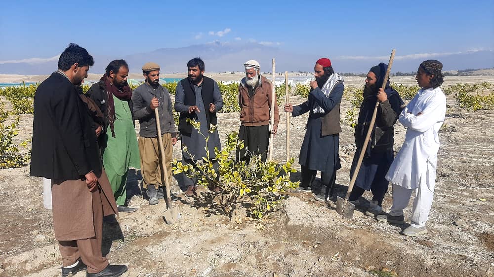 Orchards established on 245 acres of land in Laghman