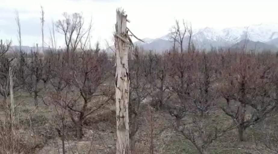 Wardak orchards, farmlands ruined by past conflict