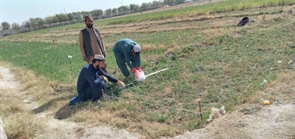 Fruit plants to be cultivated on 500 acres of Helmand land