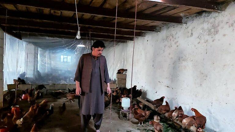 غزني کې بې دندې شوو ځینو خبریالانو د چرګانو ساتنې کاروبار ته مخه کړې ده