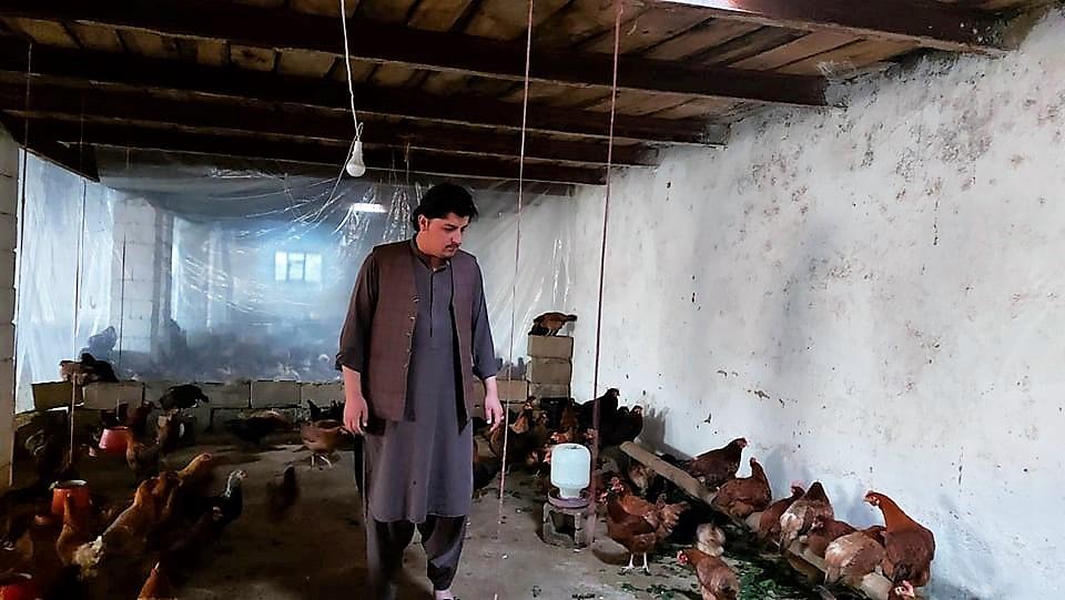 Jobless journalists start poultry business in Ghazni