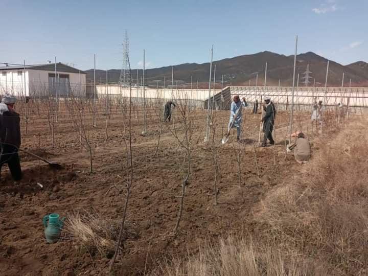 Fruit orchards being established on 125 acres of Logar land