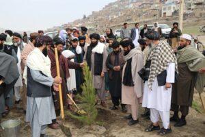 MAIL produces 254,000 saplings this year