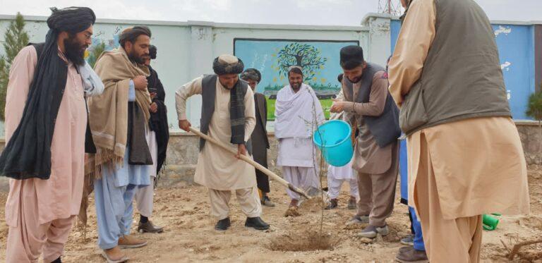 په پکتیکا، زابل، غزني او دایکندي ولایتونو کې د نیالګیو اېښودلو کمپاین پيل شو