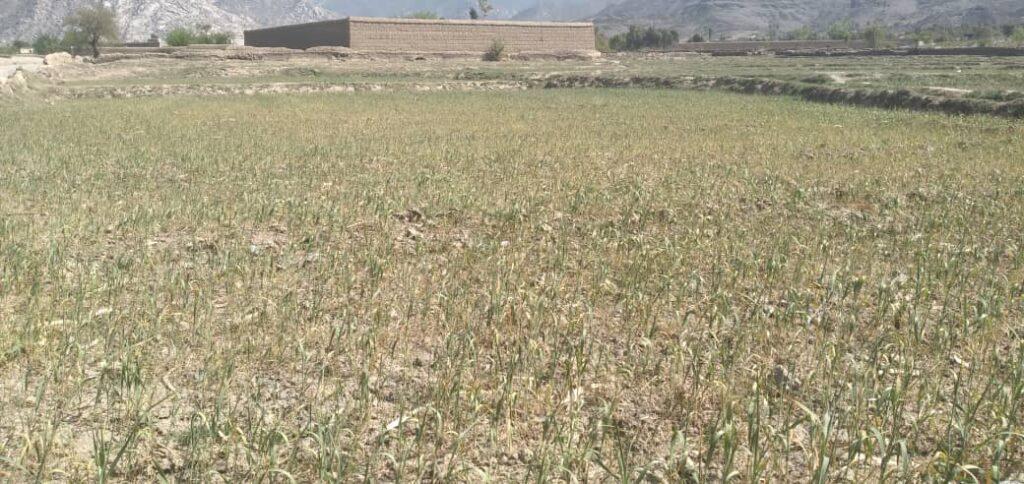صدها جریب از مزارع گندم در الینگار لغمان در خطر نابودی قرار دارد
