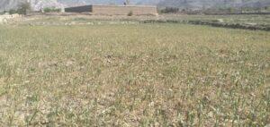 Lack of water causes deterioration of Laghman wheat