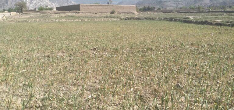 Lack of water causes deterioration of Laghman wheat