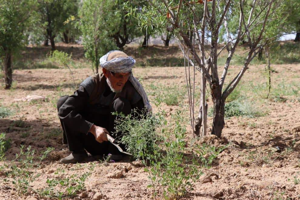 Daikundi’s agriculture sector hard hit by drought