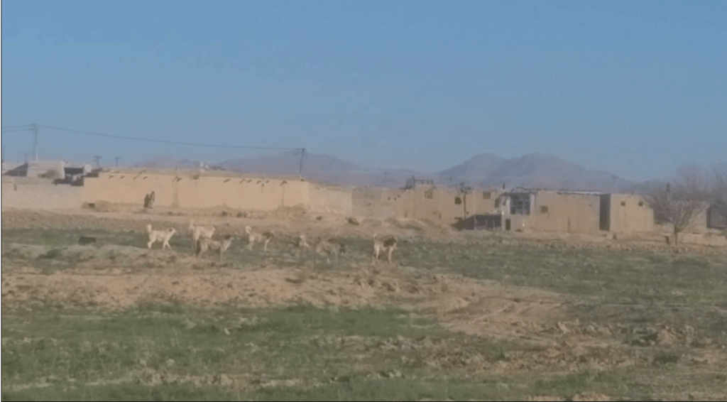 Zabul residents call for campaign against pye- dogs