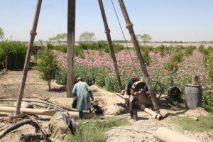 د کندهار په شاولیکوټ ولسوالۍ کې یوه ماشومه څاه ته لوېدلې