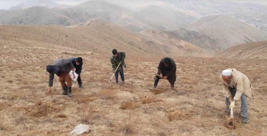 «امسال از هنگ طبیعی در بغلان حدود ۳۸ تُن حاصلات به‌د‌ست خواهد آمد»