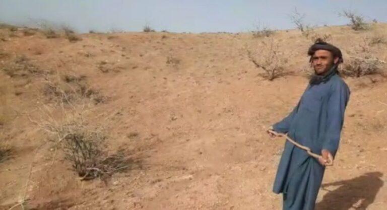 د بغلان له ځنګلونو د وچو لرګیو په پلمه د پستې ونې وهل کېږي