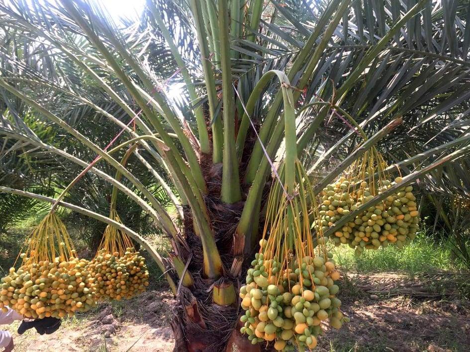 د ننګرهار کانال ریاست: د خرما بڼ حاصلات به له ۱۳ نه ۲۰ ټنو ته لوړ شي